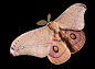 themagicfarawayttree:

Emperor Gum Moth
