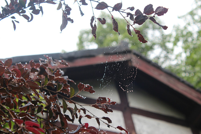 雨后的蜘蛛网 · 来自相册