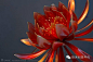『发簪，美到让人无法呼吸』日本艺术家Sakae用他的神乎其技借来了自然造物的韵味。无论是桔梗、牡丹、樱花或者翩然起舞的蝴蝶，都是细节丰富、栩栩如生，薄琉璃般的材质发出着淡淡珠光，让这些花簪更显娇美。现在就一起来细细欣赏下吧！（30）@北坤人素材