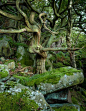 creepypurpleelves:  Twisted Oak by James Mills