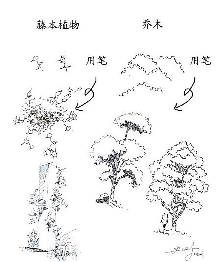 【20种植物的手绘速写技法】在最短的时间...