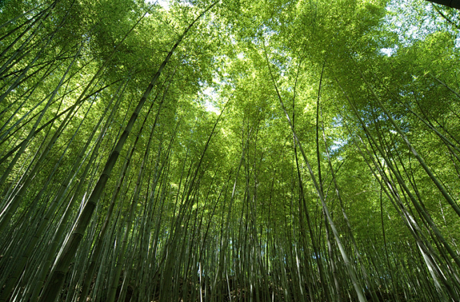 楠竹