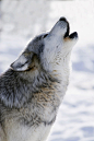 Captive Gray Wolf Howling Winter Photograph