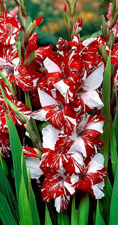 慕寻采集到素材(花... ...)