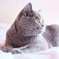 Poesje Miew on Instagram: “shine bright like a diamond” 
猫、喵星人、英短、英国短毛猫、蓝猫