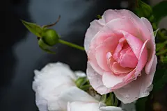 玫瑰花高清摄影素材