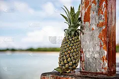 以海洋为背景的菠萝。