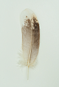 Jared Fowler on Behance