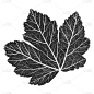 品牌名称,平坦的,叶脉,叶子,黑色,生物学,一个物体,背景分离,环境,环境保护