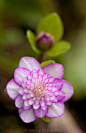 Hepatica Nobilis var. japonica "Anjyu" -  Japanisches Leberblümchen