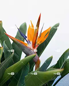 极乐鸟 花壁纸 花 美丽的花朵 植物 树叶 盛开 开花 观赏植物