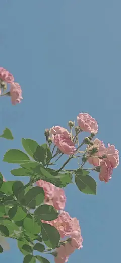 #春天的美好溢出屏幕了#今日立春，万物更生，新岁开启！早安#杨洋#
#春节摄影大赛# #治愈你的那些花儿# ​​​​