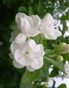 单人寿喜锅采集到茉莉花