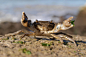 Common shore crab Carcinus maenas - stock photo