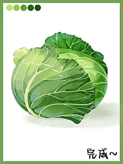 小物件插画教程‖卷心菜画个卷心菜_8_卷心菜不卷_来自小红书网页版