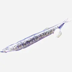 秋刀鱼手绘画片免抠素材 设计图片 免费下载 页面网页 平面电商 创意素材 png素材