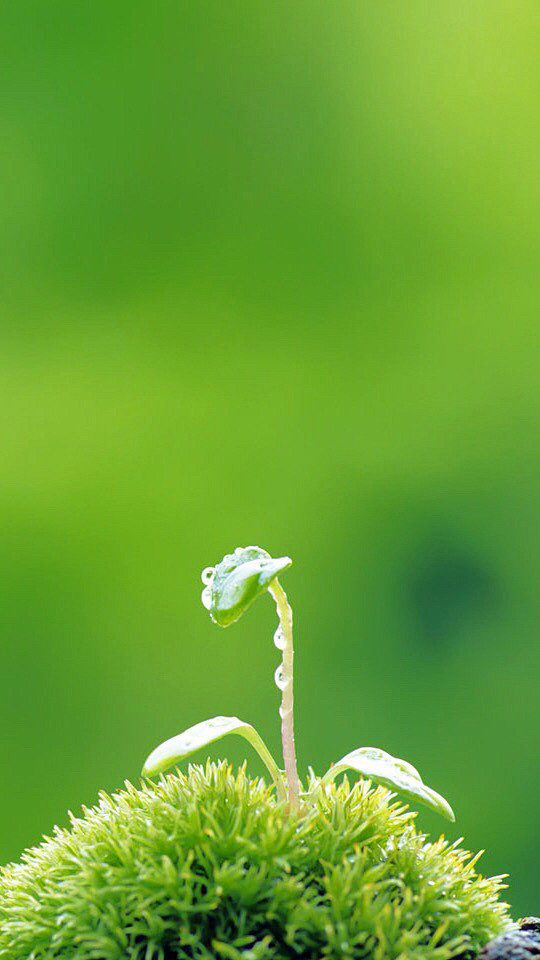 绿