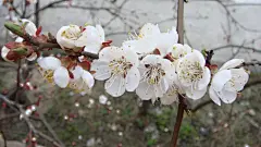 洁白美丽的杏花花卉桌面壁纸桌面壁纸1