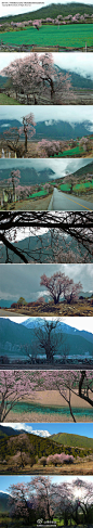 西藏的高山野桃树，配著雪山云靄，那才是真正的世外桃源。