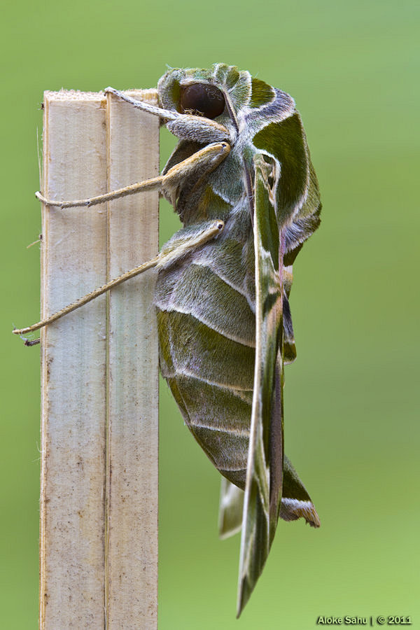 Oleander Hawk-moth -...