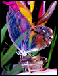 Beautiful butterfly