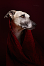 Elke Vogelsang 狗狗肖像