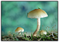dimitri lysiak在 500px 上的照片Mushroom
