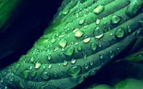 好看植物桌面壁纸 #采集大赛#