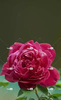 花 植物 玫瑰 蓬勃发展 花卉背景 春天 花壁纸 玫瑰花 景观