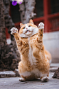 #可爱好心情#故宫的猫-克查