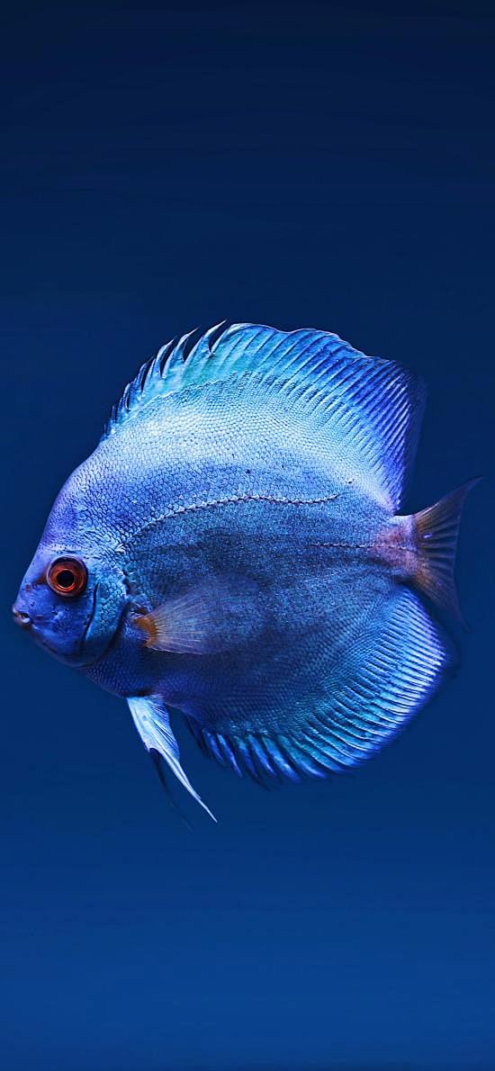 鱼 海洋生物 蓝色 尾巴