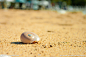 沙滩上的贝壳。