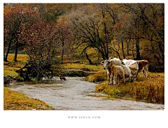 白马秋风塞上_内蒙古_黄河上下_光影天下_数码生存-小林的摄影设计手绘文字
