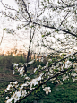 你好春天的花画。美丽的盛开的花朵在夕阳下的傍晚公园。春天嫩枝上的樱花