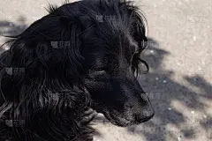 可卡犬。中等品种的黑色狗。