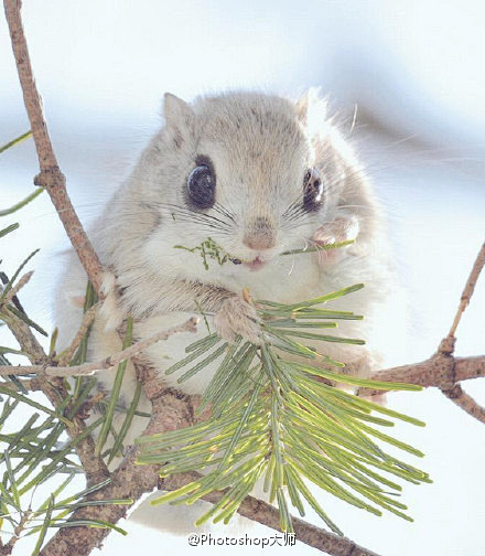 日本北海道抓拍到的野生飞天鼠萌萌的简直敲可爱啊67676767