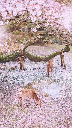 ♥锋雨同露♀采集到大自然的精灵