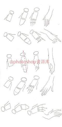 时光的末端采集到插画教程-人体结构
