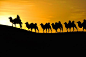 沙漠骆驼