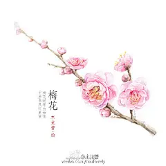 凑九张近期的手绘植物系列，中式水彩插画，花叶与诗词。（作者： @木龙蕾 ） ​