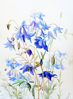 飞雪0815采集到手绘系列～花卉欣赏