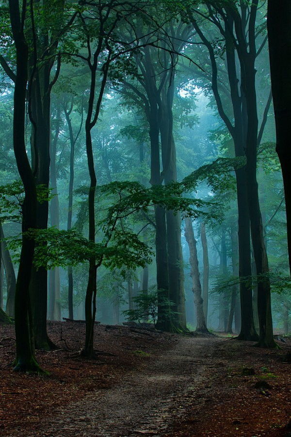 Blue Mist by Ruud van Putten