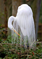 our-amazing-world:

Great Egret Amazing World beautiful amazing