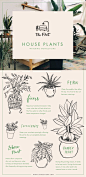 The Flat: Illustrated guide to watering house plants — June Letters Design Blog