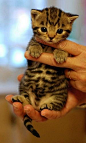 Baby kitty cat, omg it's so cute!:  #喵星人# #萌#