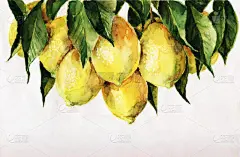 柠檬树