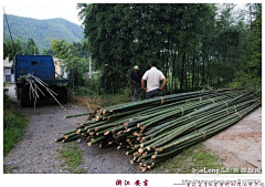 shjunci采集到安吉山中有余村 春林山