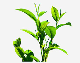 清新绿色茶树