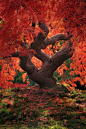 Japanese Maple | "Dragon Tree" - photo by Jeremy Cram