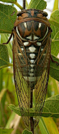 Cicada: